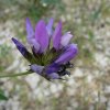 Fleur de psoralée bitumineuse ou Herbe au bitume